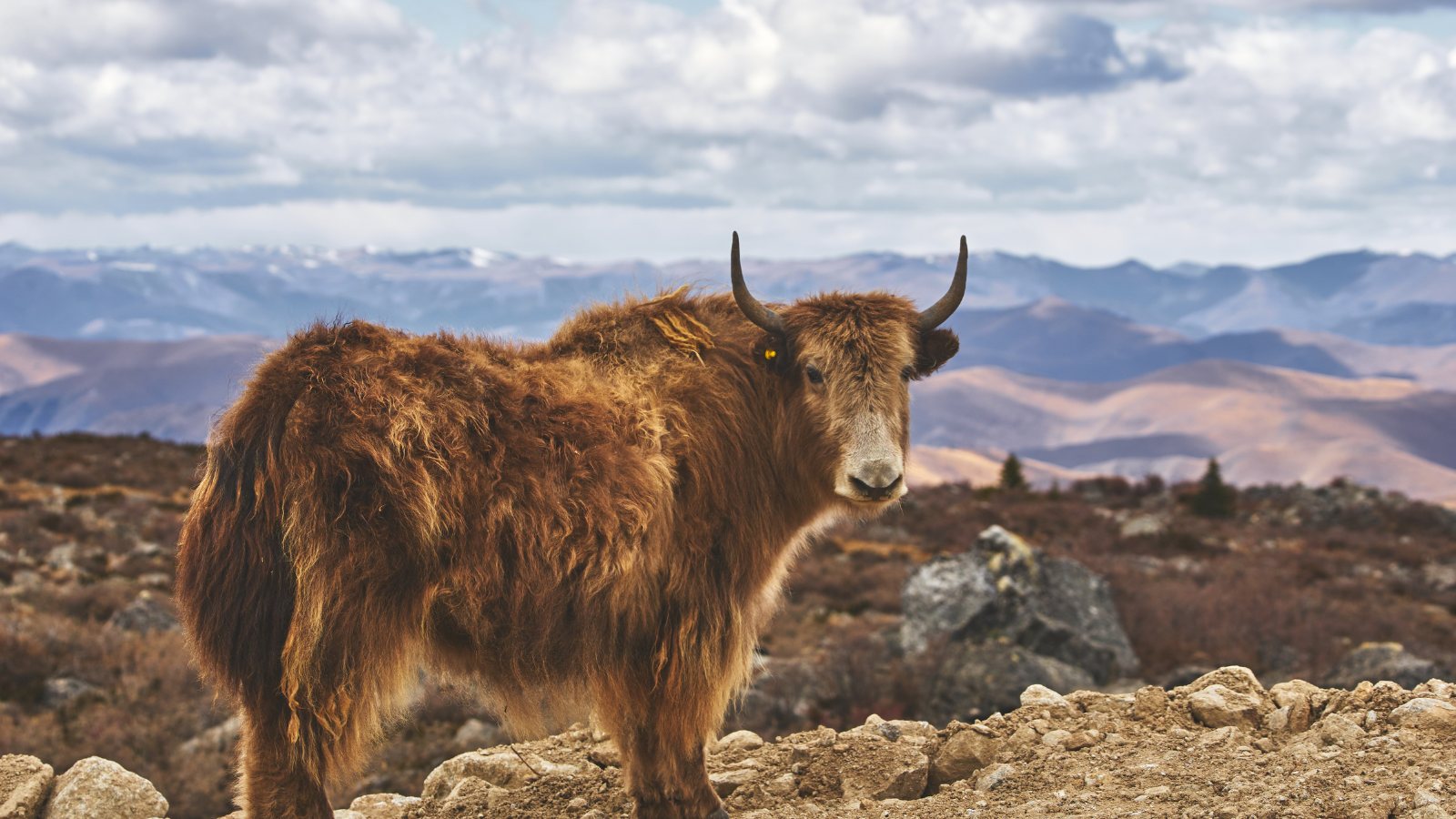 A yak on a high mountain slope
